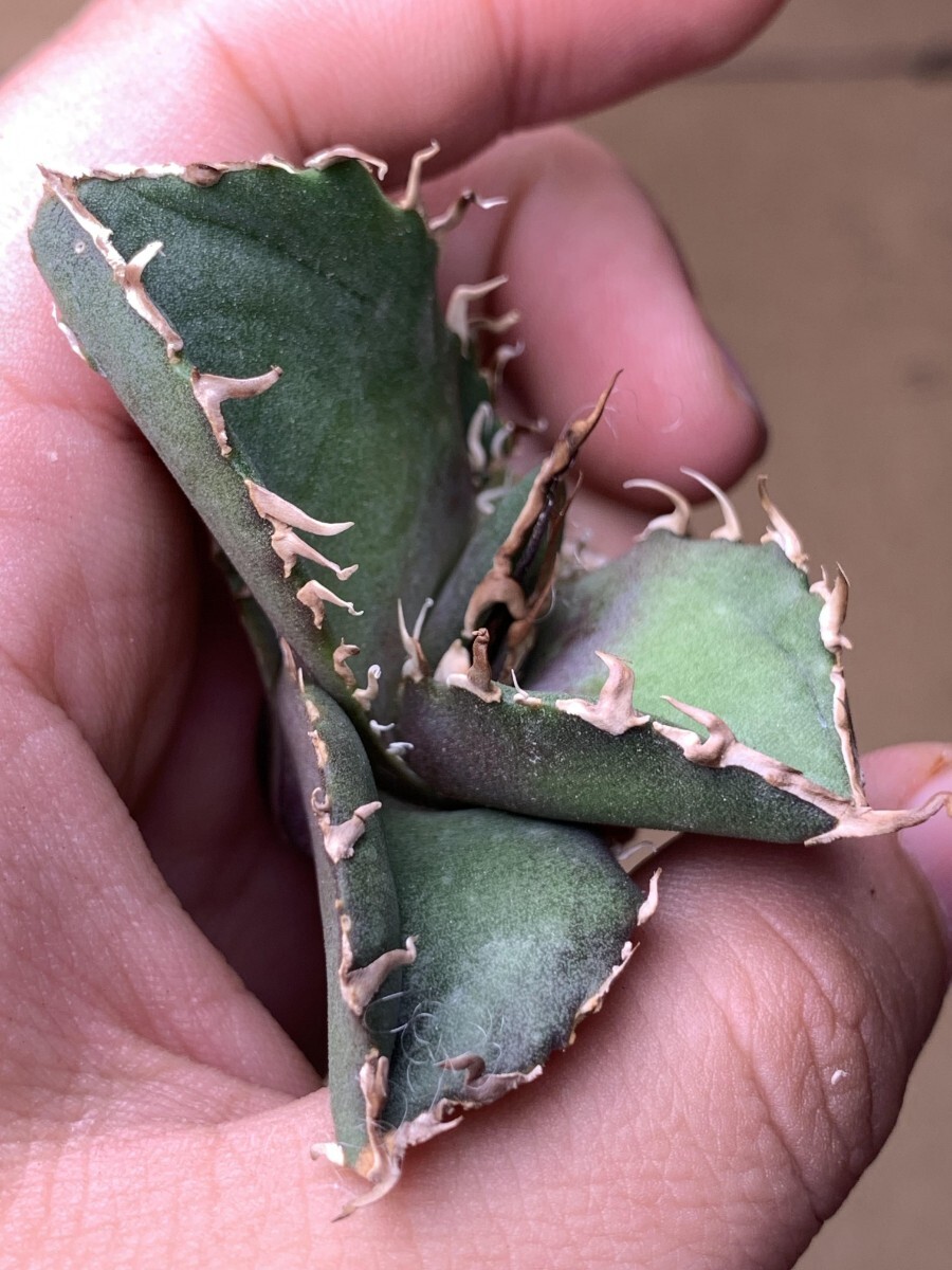 BJ60多肉植物 Agave titanota 覆輪斑 錦_画像2