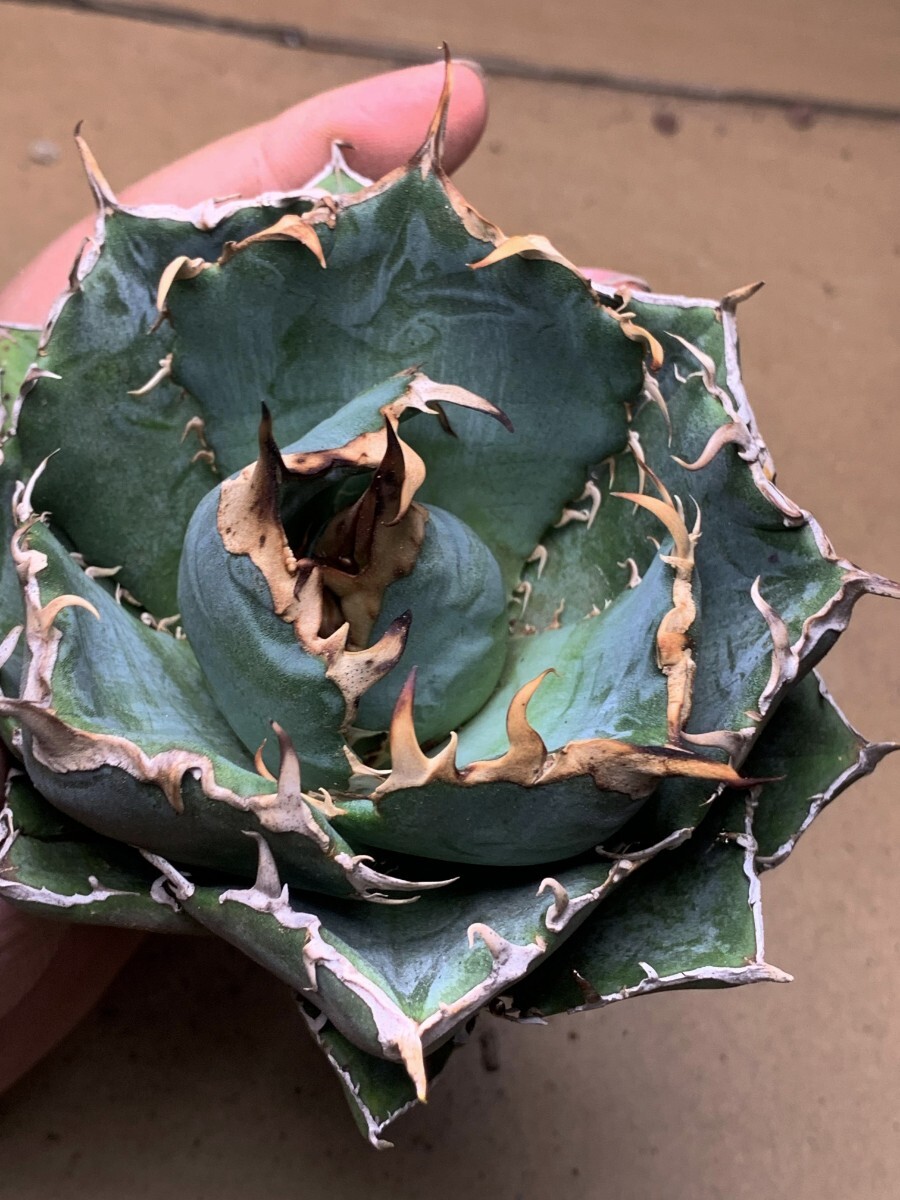 BC45 succulent plant agave chitanota Akuma-kun BAKEMONO