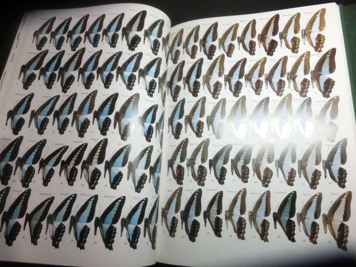  regular price 7 ten thousand 6 thousand jpy! huge llustrated book! Japan production butterfly kind and world close . kind large illustrated reference book! inspection butterfly. specimen age is large snow. butterfly rice field . line man Japan Alps. butterfly specimen himegi borderless .u corbicula 