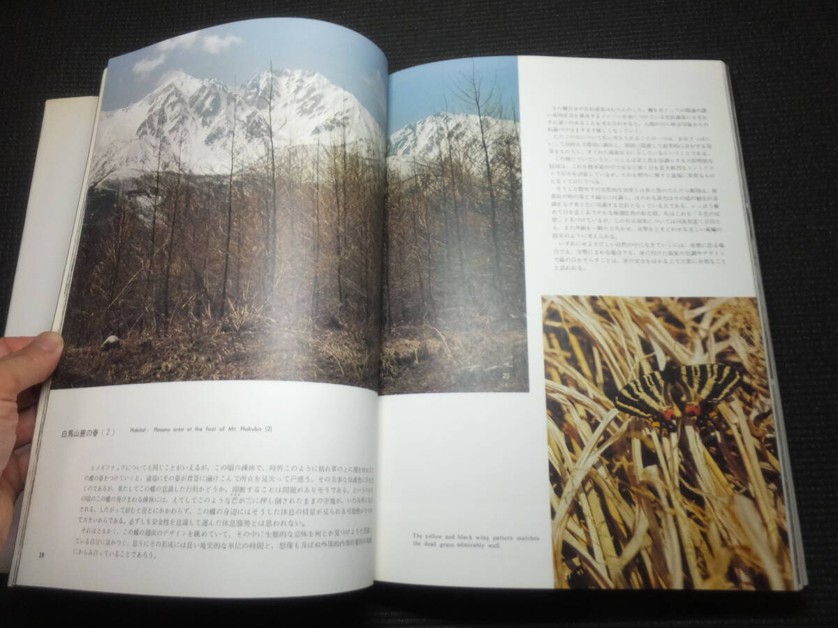  valuable paper!gi borderless .u*himegi borderless .u! rice field . line man! height mountain butterfly research house! larva . photograph great number! inspection large snow. butterfly Alpine plants Japan Alps. butterfly specimen Germany box 