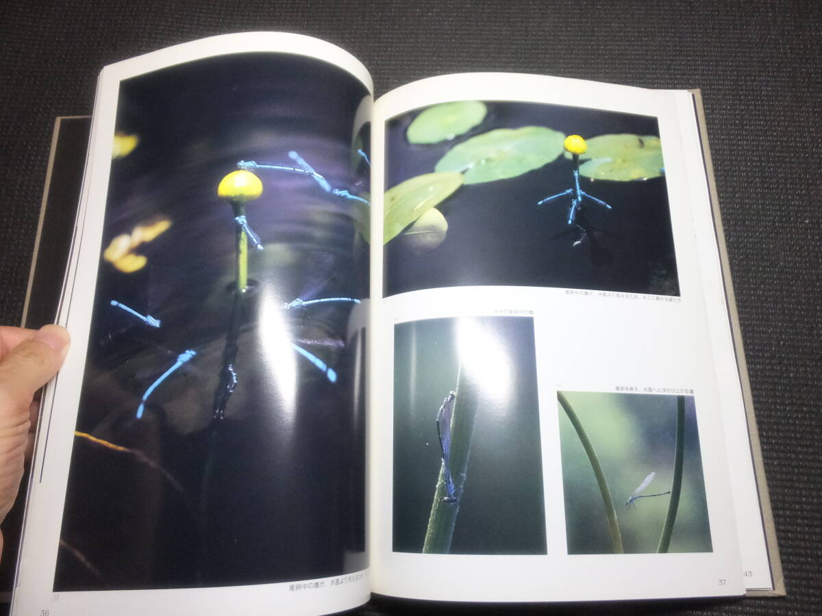  name peace insect research place!.. chronicle!Vol1! butterfly ...ruliito dragonfly other! inspection insect collection biology . thing . specimen Germany box 
