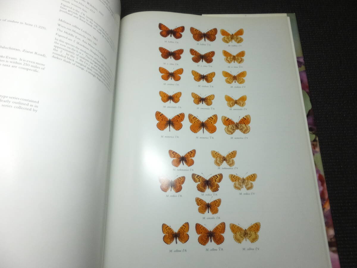  large foreign book! butterfly! Janome! red hikage! vertical is! leopard mon! inspection foreign product morufo Germany box . thing . Aramata Hiroshi biology butterfly specimen extremely laktoli spring age is 