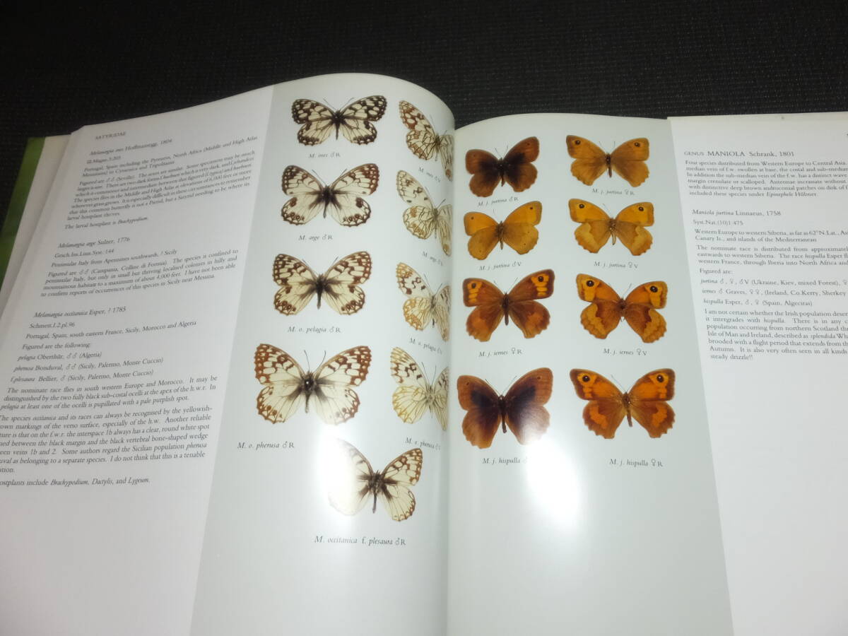  large foreign book! butterfly! Janome! red hikage! vertical is! leopard mon! inspection foreign product morufo Germany box . thing . Aramata Hiroshi biology butterfly specimen extremely laktoli spring age is 