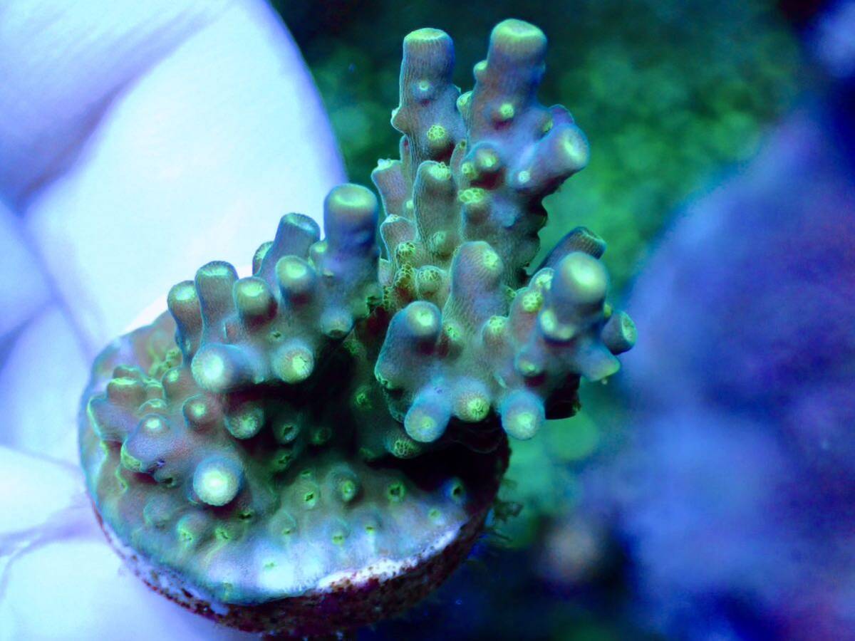 GW распродажа RY bleed особь [CE acropora Green and Purple Meanie]Coral Essentials Австралия производство коралл 