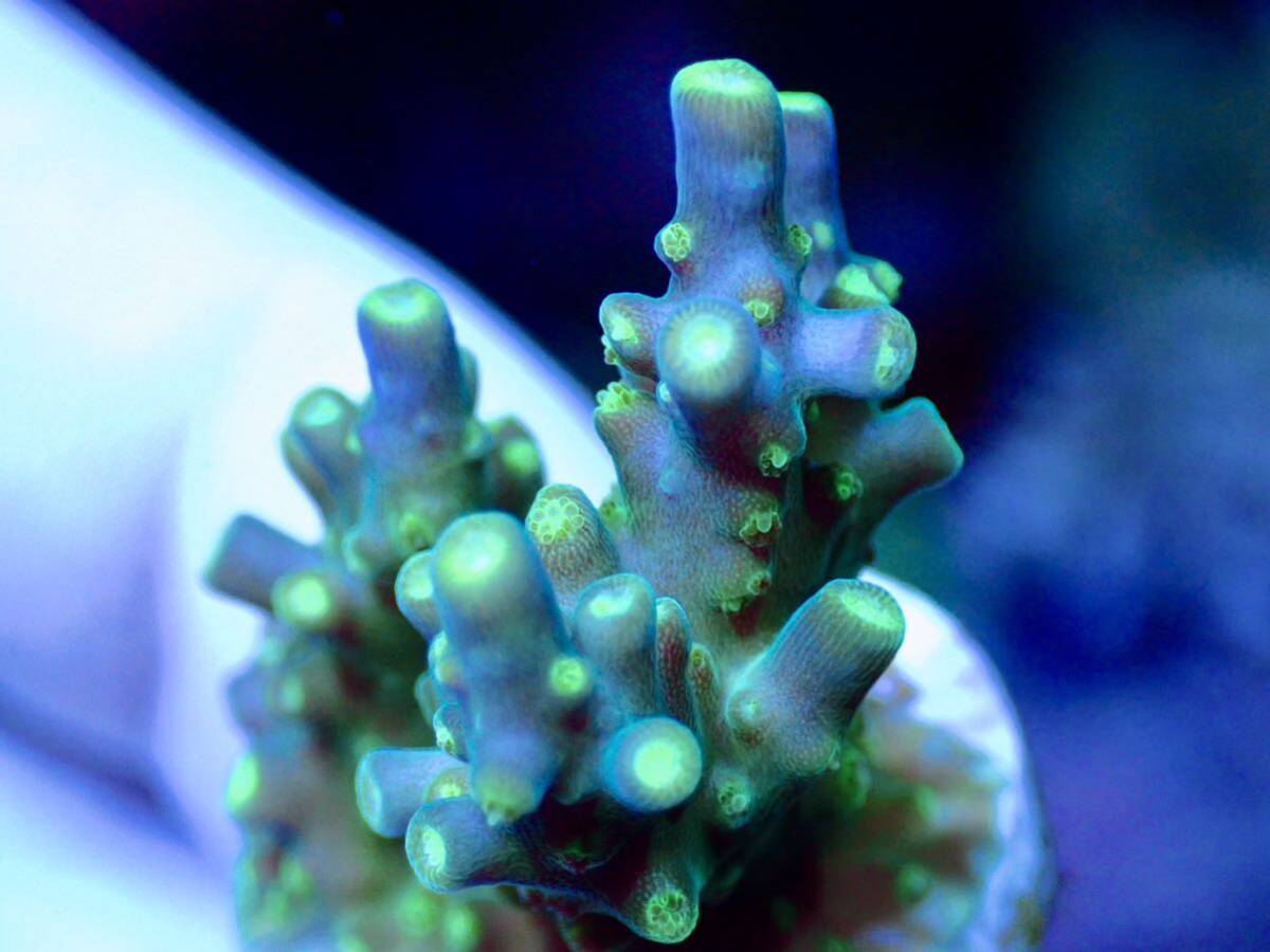 GW распродажа RY bleed особь [CE acropora Green and Purple Meanie]Coral Essentials Австралия производство коралл 