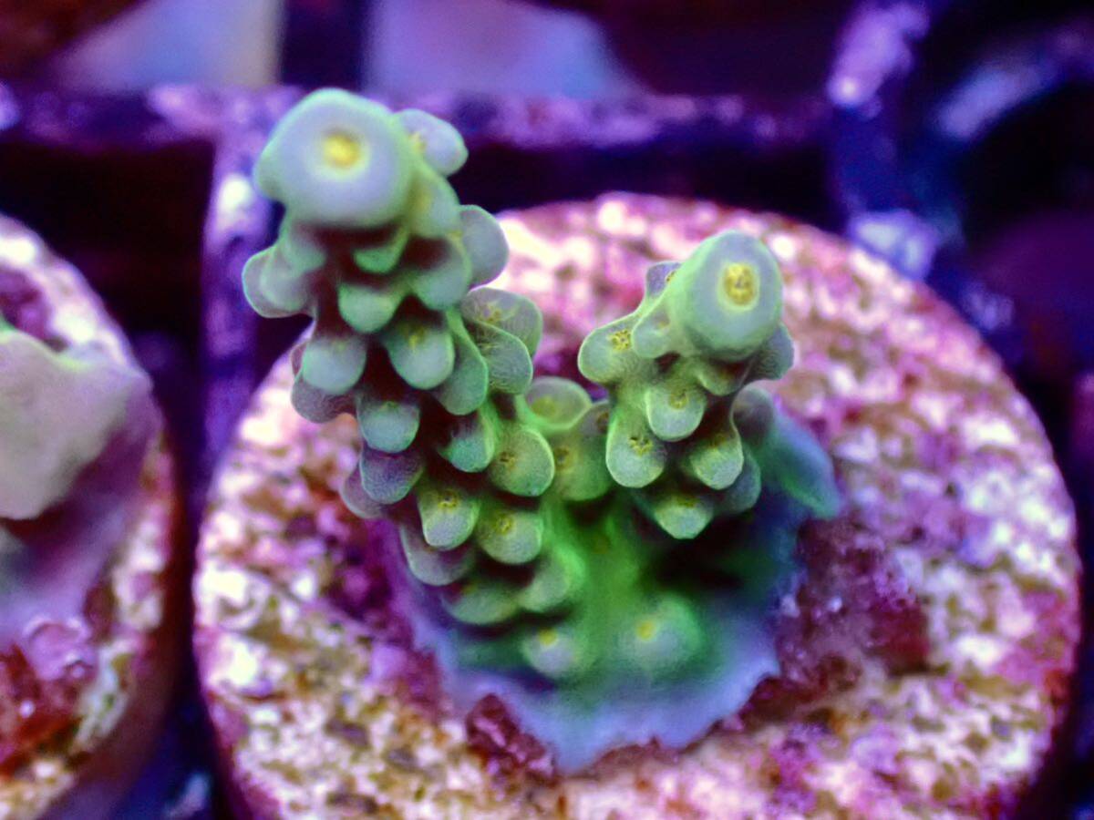 超激レアブリード個体【UCA master grade acropora fireworks yellow】色揚げ個体 ファイヤーワークスイエロー_画像2