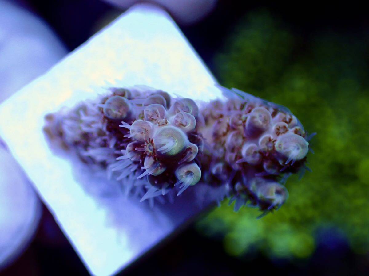 激レア個体【IF ultra grade acropora hyacinth purple-green】オーストラリア産サンゴ_画像3