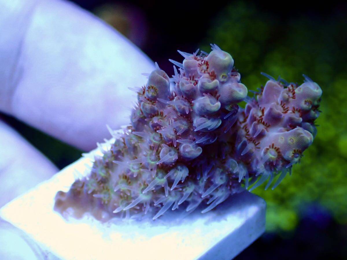 激レア個体【IF ultra grade acropora hyacinth purple-green】オーストラリア産サンゴ_画像1