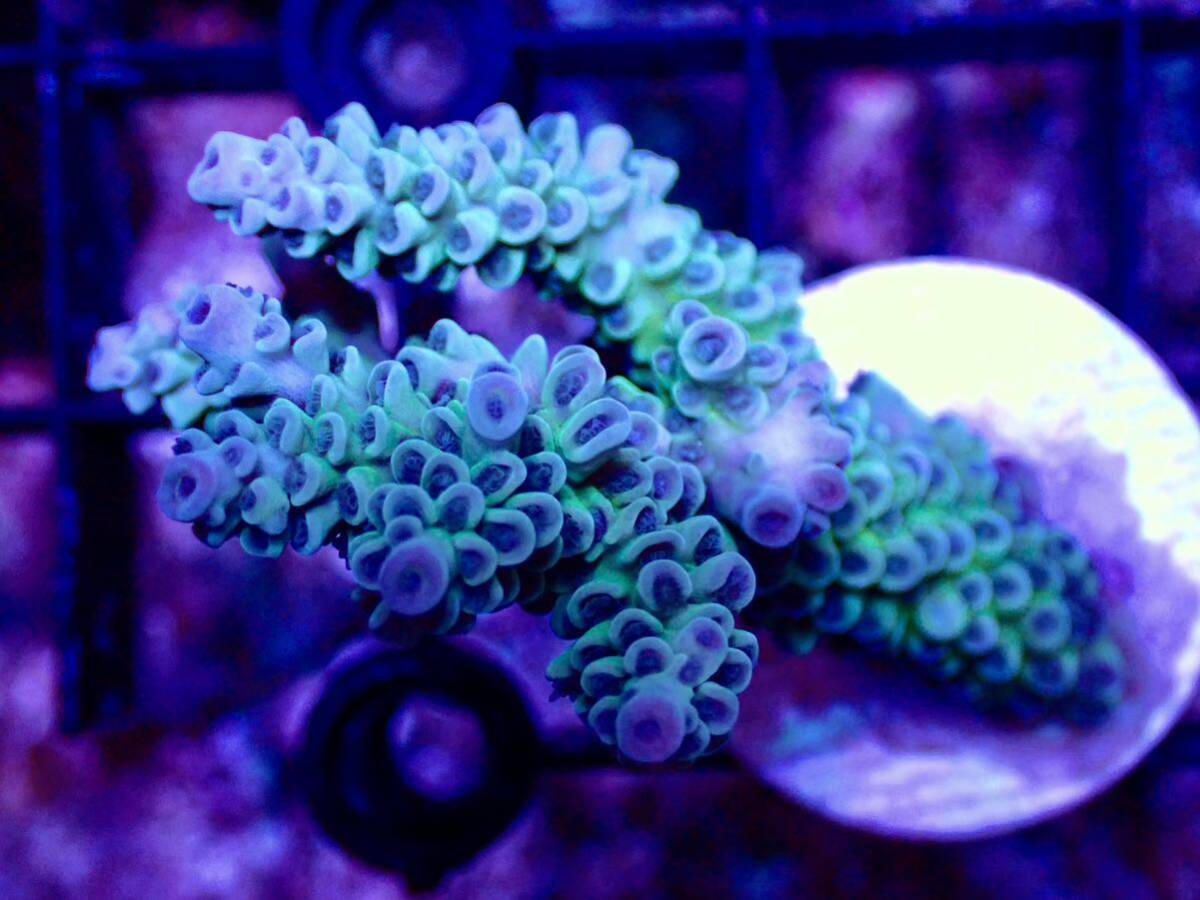 激レア個体【IF ultra grade acropora Tenuis green-purple】オーストラリア産サンゴ ウスエダミドリイシ ...