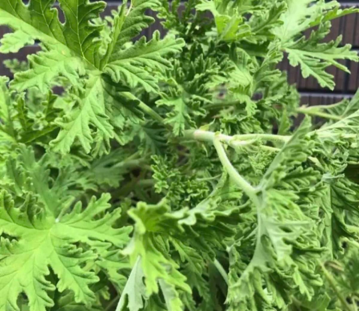 蚊連草　カレンソウ　蚊除け　５本