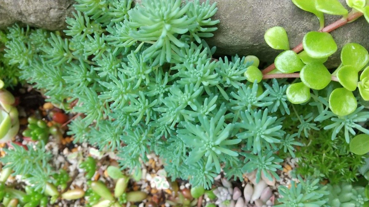 多肉植物　女雛　メビナ　 セダム