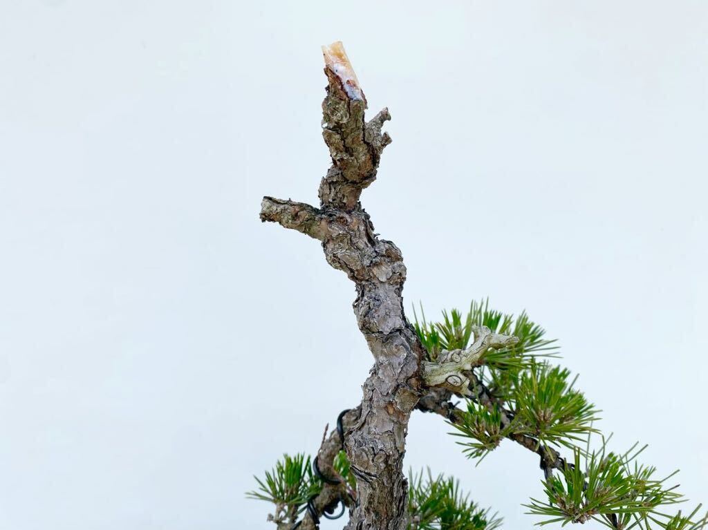  plain wood bonsai . Japanese black pin bonsai height of tree 38 centimeter Japanese black pin red pine . leaf pine genuine Kashiwa . tree hobby beginner present . job festival .. calendar festival . decoration decorative plant 