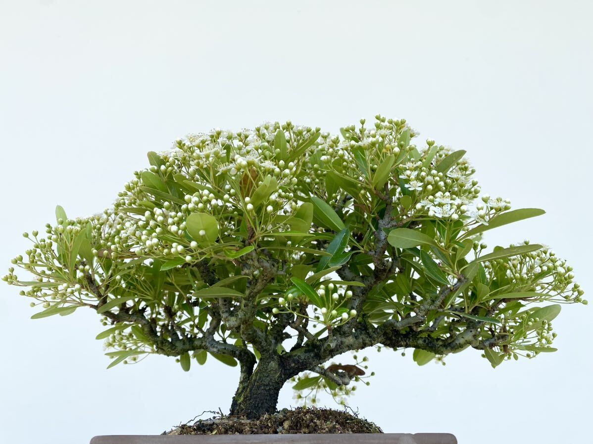  plain wood bonsai . pillar can suspension bonsai height of tree 20 centimeter maple maple . leaf momiji zelkova keyaki deciduous tree . tree autumn hobby present . job festival .. calendar festival . ornament decorative plant 