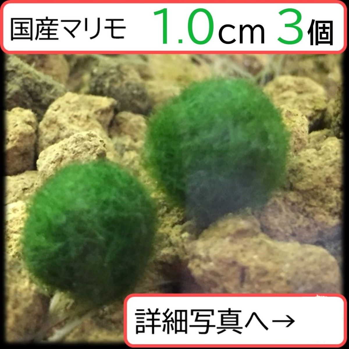 【国産まりも1.0cm×3】NOTおみやげ価格　アクアリウム　水草　観葉植物