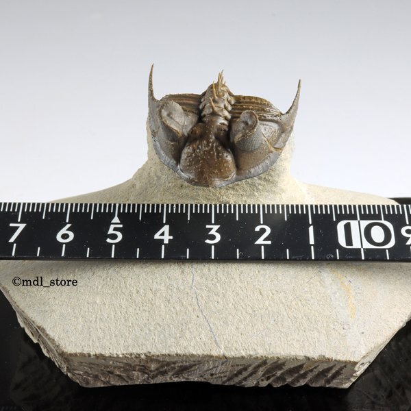 *** fossil Mitsuha insect ***A class goods quality! Jbel Issoumour production Erbenochile erbeni finest quality rare kind *