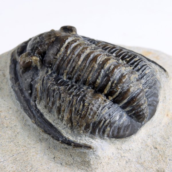 *** fossil Mitsuha insect *** height goods!! Diademaproetus praecursor*
