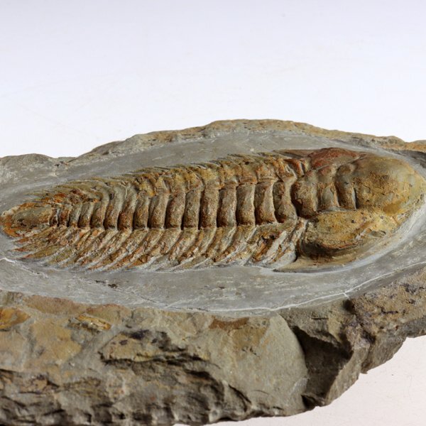 *** fossil Mitsuha insect *** rare specimen! Brevitermierella aff. brevifrons*