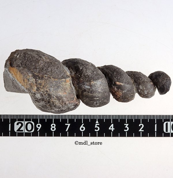 *** fossil Eocene*** rare specimen!! Cerithium Tiarella*