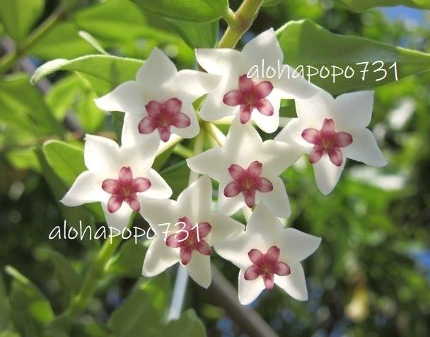 ホヤ　ベラ　セブンスター　Hoya　bella　sevenstar　発根苗　ポットのまま発送　星型の花が咲きます　送料￥110_セブンスターの花