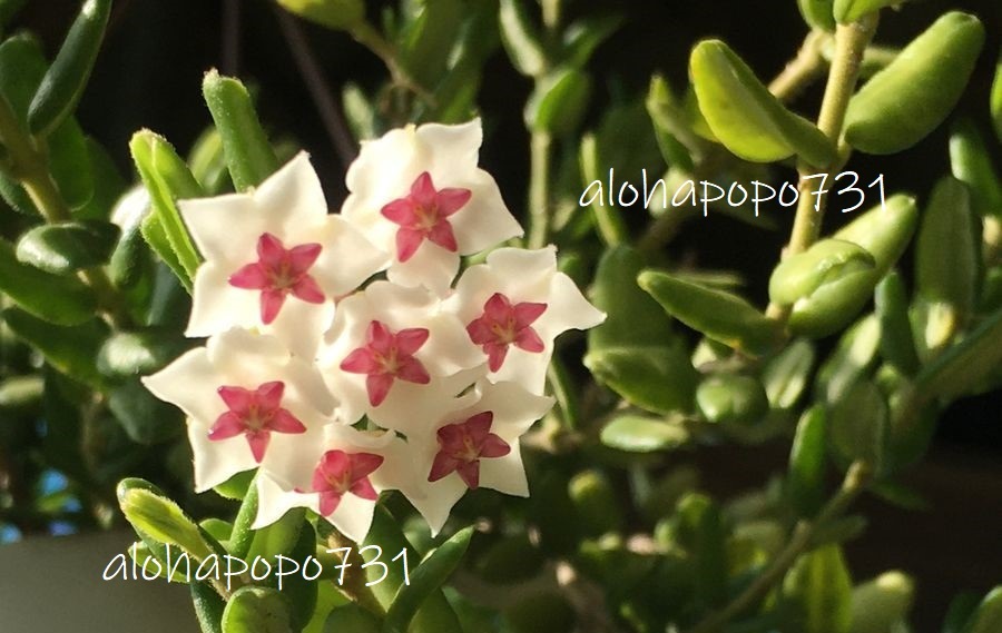 ホヤ　エングレリアナ　hoya　engleriana　ポットのまま発送　小苗　星型の花が咲きます　サクララン　送料￥110_エングレリアナの花