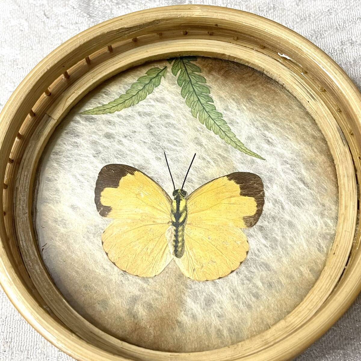 【蝶 標本】ガラスコースター 茶器 冷茶 茶托★蝶の本物の翅を使っています_画像4