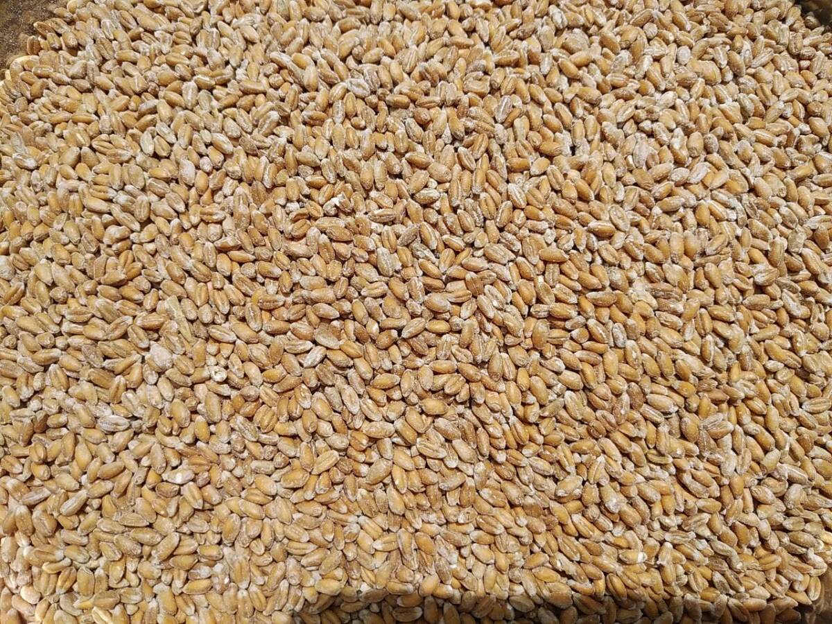  wheat . charge for ( approximately 25 kilo )