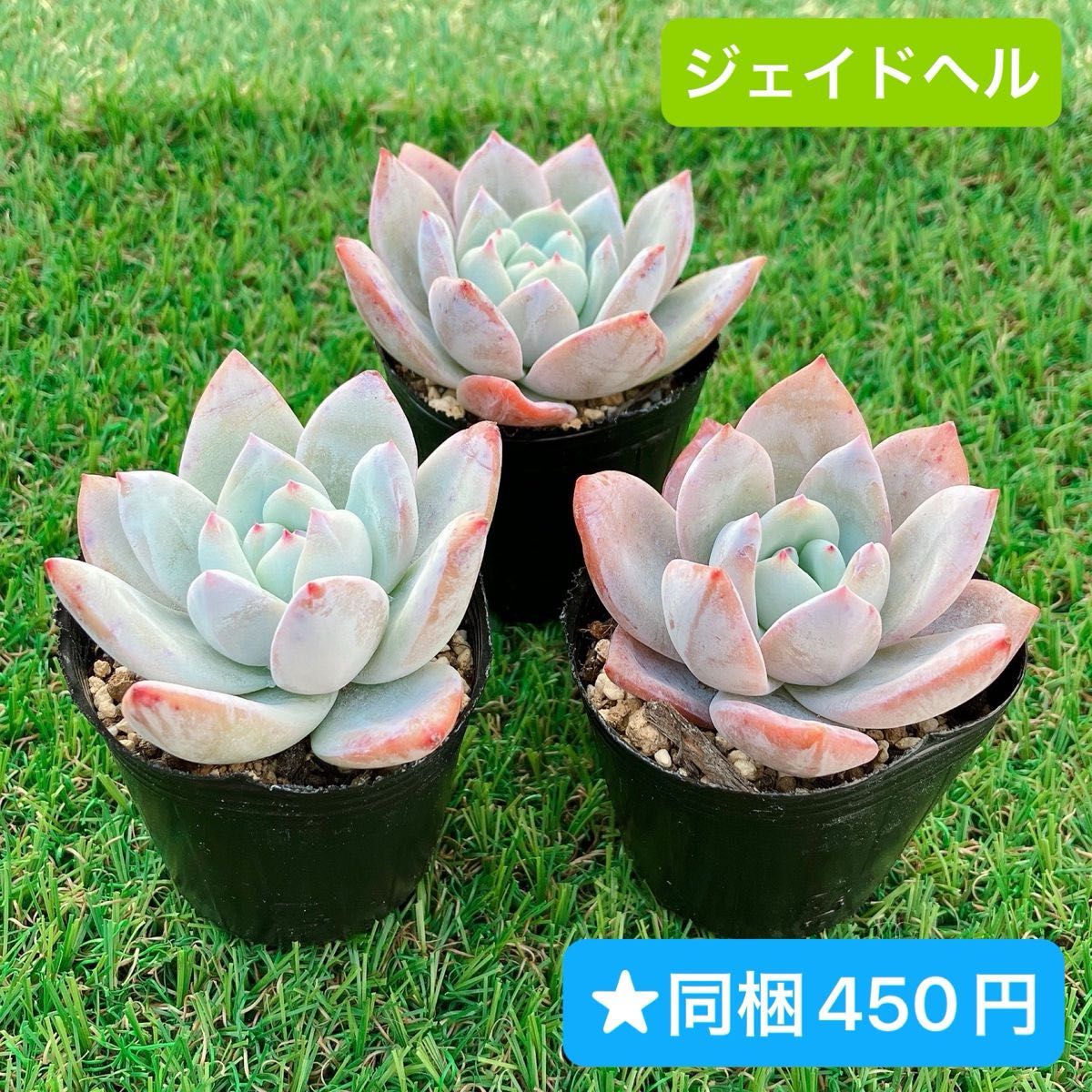 ジェイドヘル (玉兎) 韓国苗 多肉植物|Yahoo!フリマ(旧PayPay ジェイドヘル (玉兎) 韓国苗 多肉植物|Yahoo!フリマ(旧PayPay
