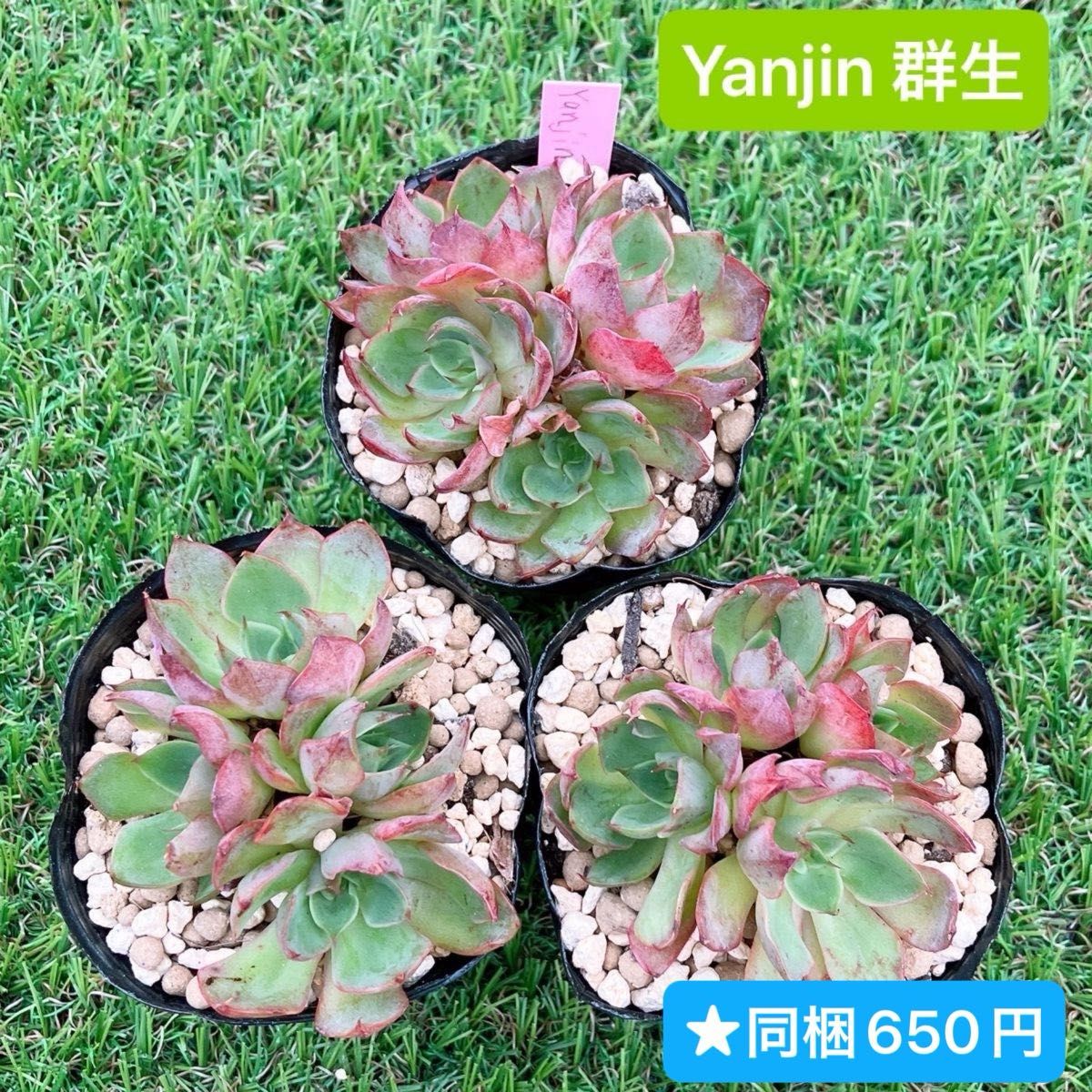 ★  Yanjin 群生  韓国苗 多肉植物