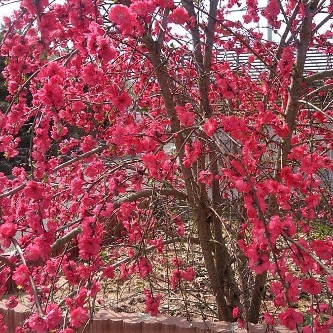枝垂れ花桃の赤の苗木1株