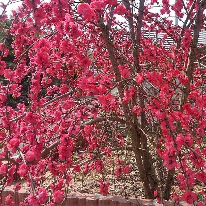 枝垂れ花桃の赤の苗木1株