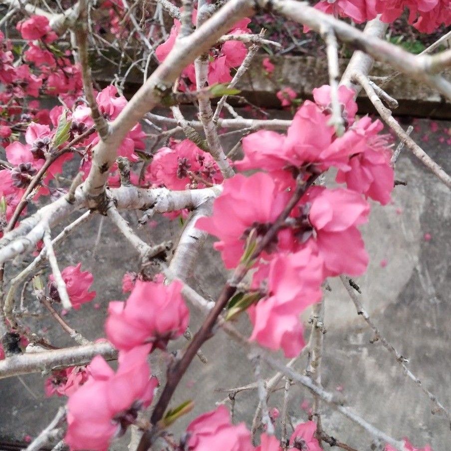 枝垂れ花桃の赤の苗木1株