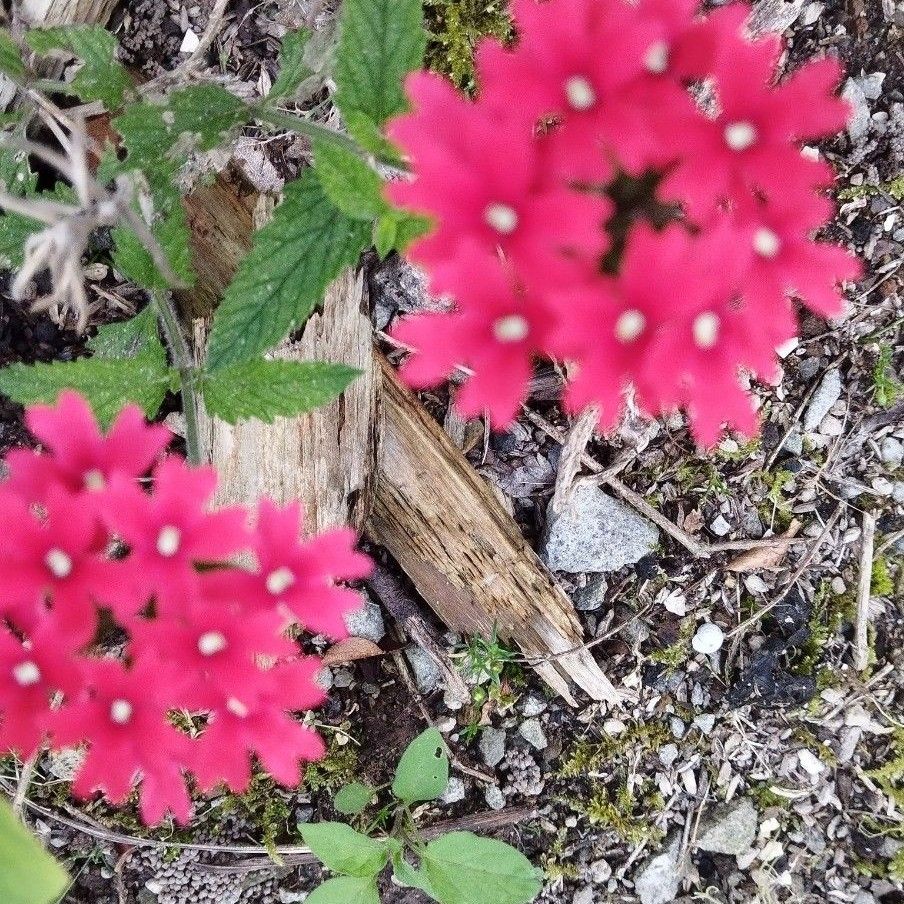 花手毬（バーベナ）