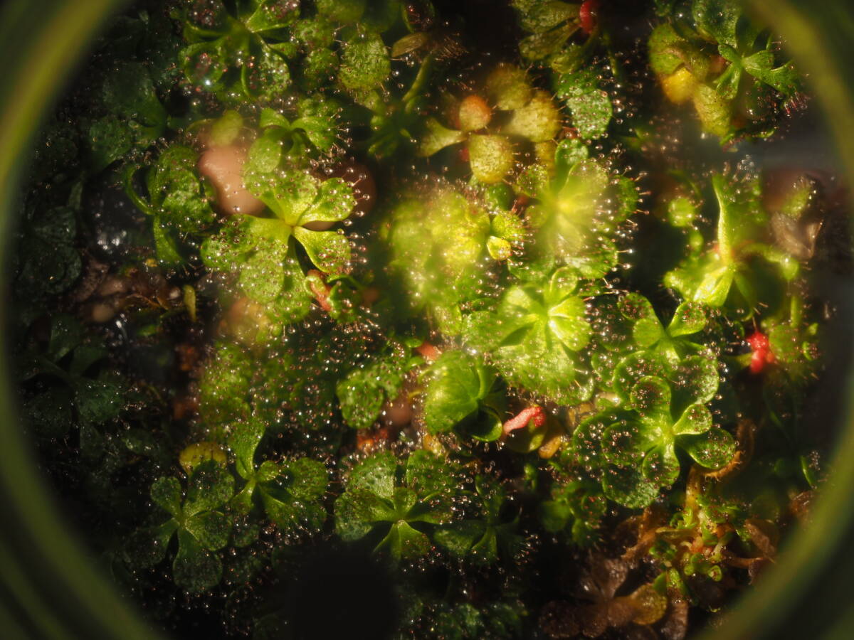 Drosera lowriei W.A. hyden Bushfire Rock Nature Reseve 無菌播種株 1~2株 ※説明要チェック フラスコ苗 食虫植物 モウセンゴケ ドロセラ_画像3