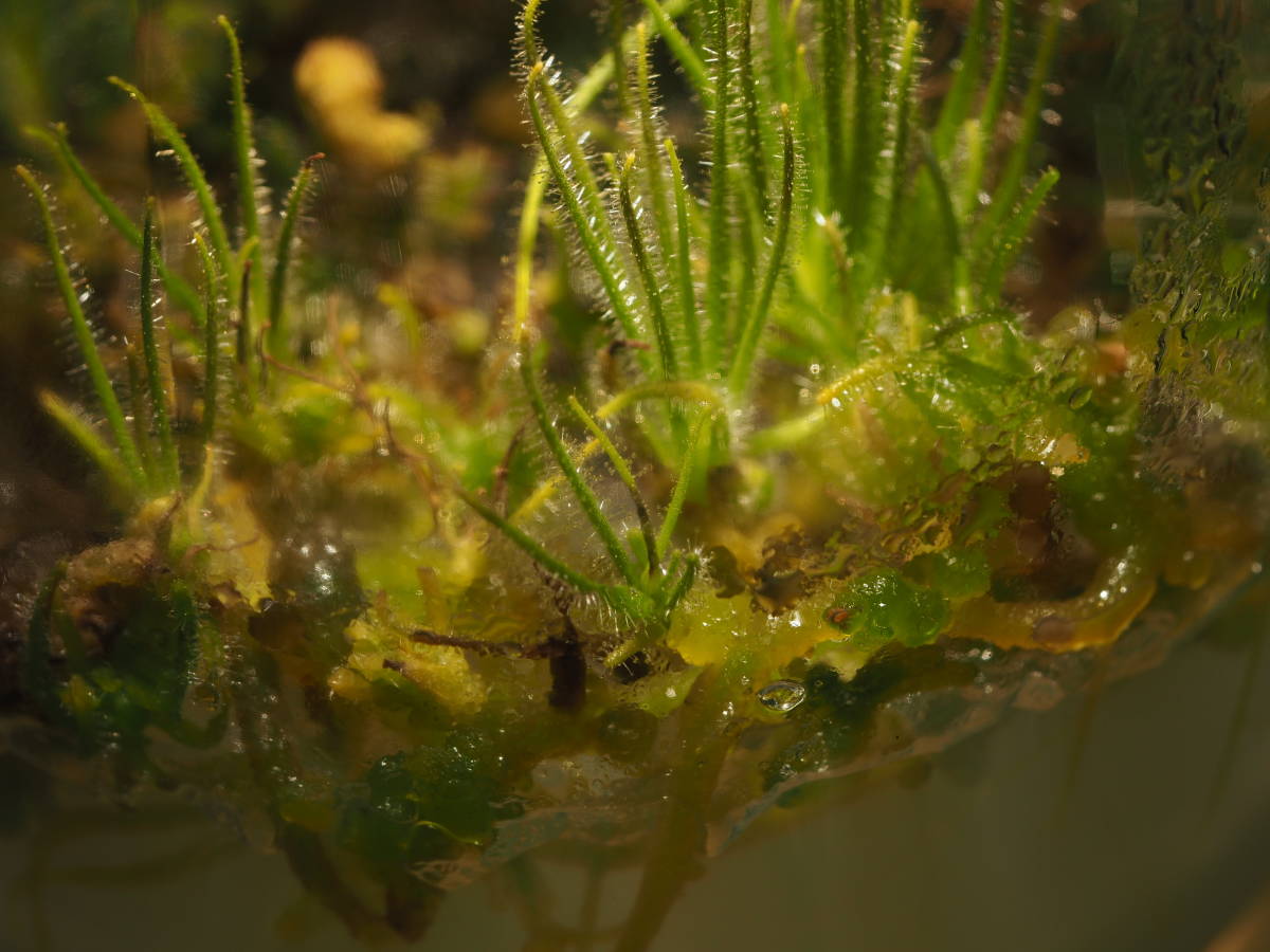 Byblis gigantea 無菌播種株 カルスなど1つ ※説明欄要チェック フラスコ苗 食虫植物 ビブリス_これらを瓶に入るように切り分けて発送。