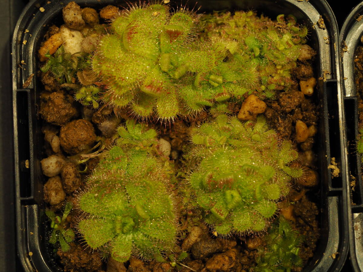 Drosera trinervia 無菌播種株 たくさん！入1鉢 食虫植物 モウセンゴケ ドロセラ_画像5