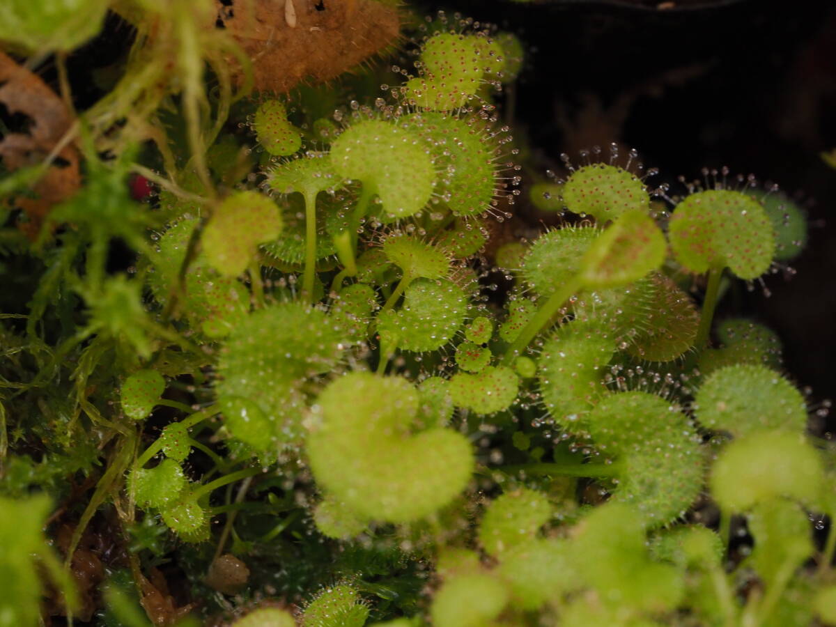Drosera prolifera 外植体導入株 子株たくさん入り！1鉢 食虫植物 モウセンゴケ ドロセラ_画像5
