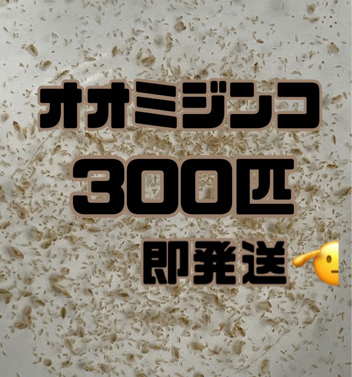 【オオミジンコ300匹程　稚ミジンコ】送料無料めだか金魚etc.