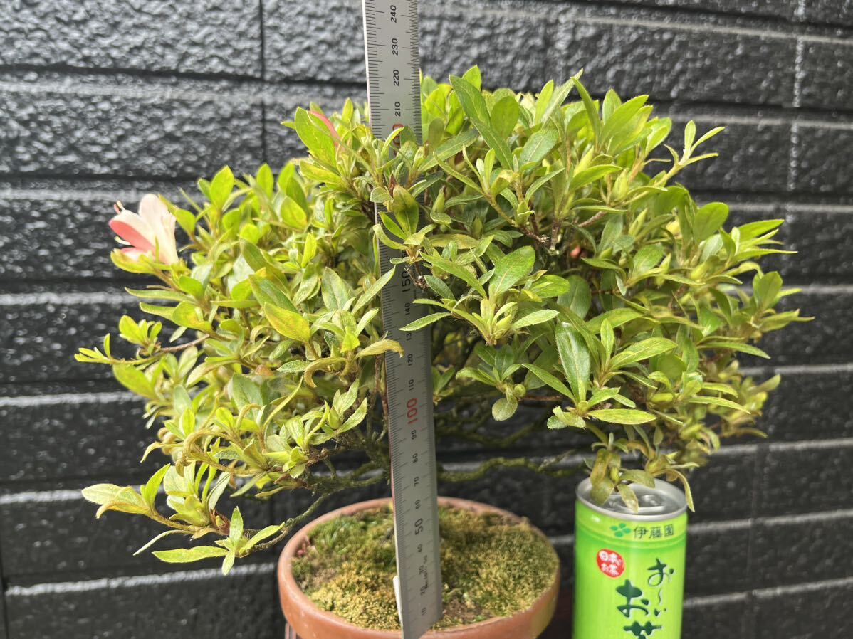  bonsai Rhododendron indicum satsuki defect wave . number ... reality goods 