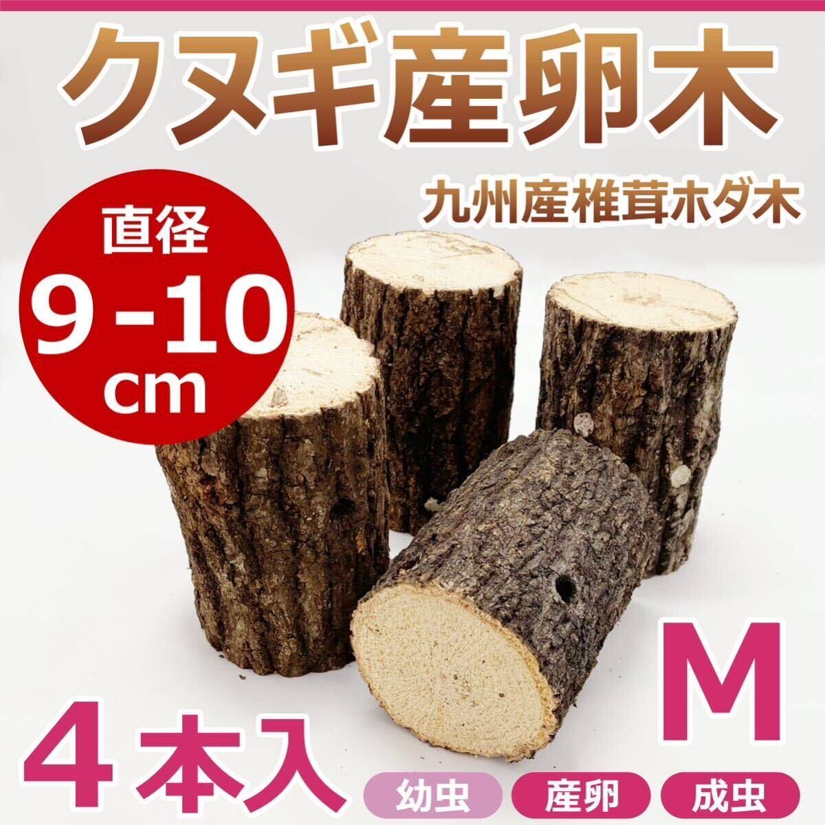 [RK] дуб острейший производство яйцо дерево 4 шт. входит диаметр примерно 9~10.M размер Kyushu производство .. ho da дерево рогач производство яйцо дерево оптимальный!! жук-носорог * рогач M50