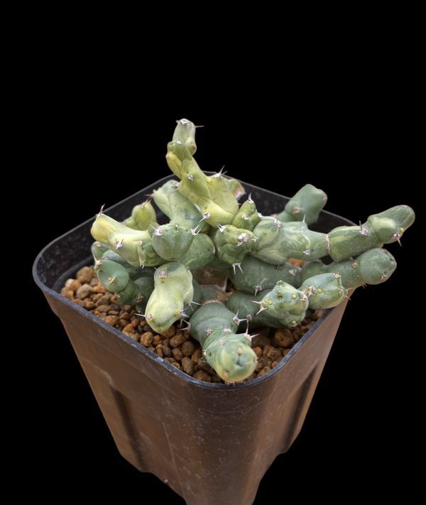 【激レア・珍品】ユーフォルビア クリビコラ 斑入り/Euphorbia clivicola variegata._画像3