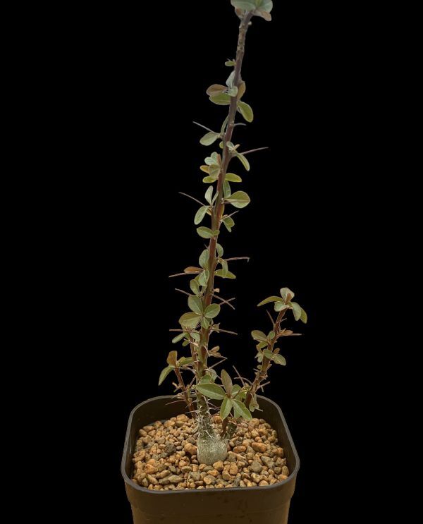 Fouquieria fasciculata /フォークイエリア ファシクラータ_画像2