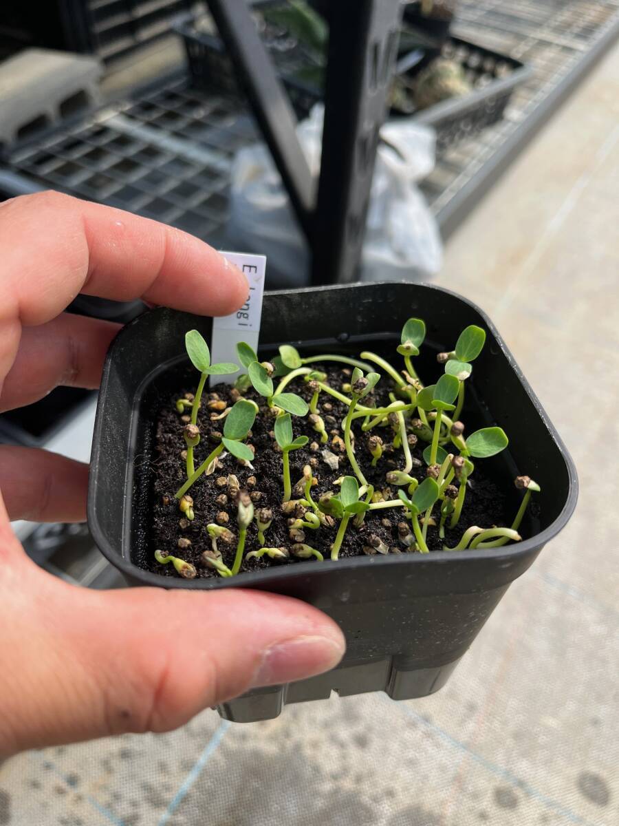 【Seeds 5】Euphorbia longituberculosa/ユーフォルビア・ロンギツベルクローサ種子 5粒_画像3