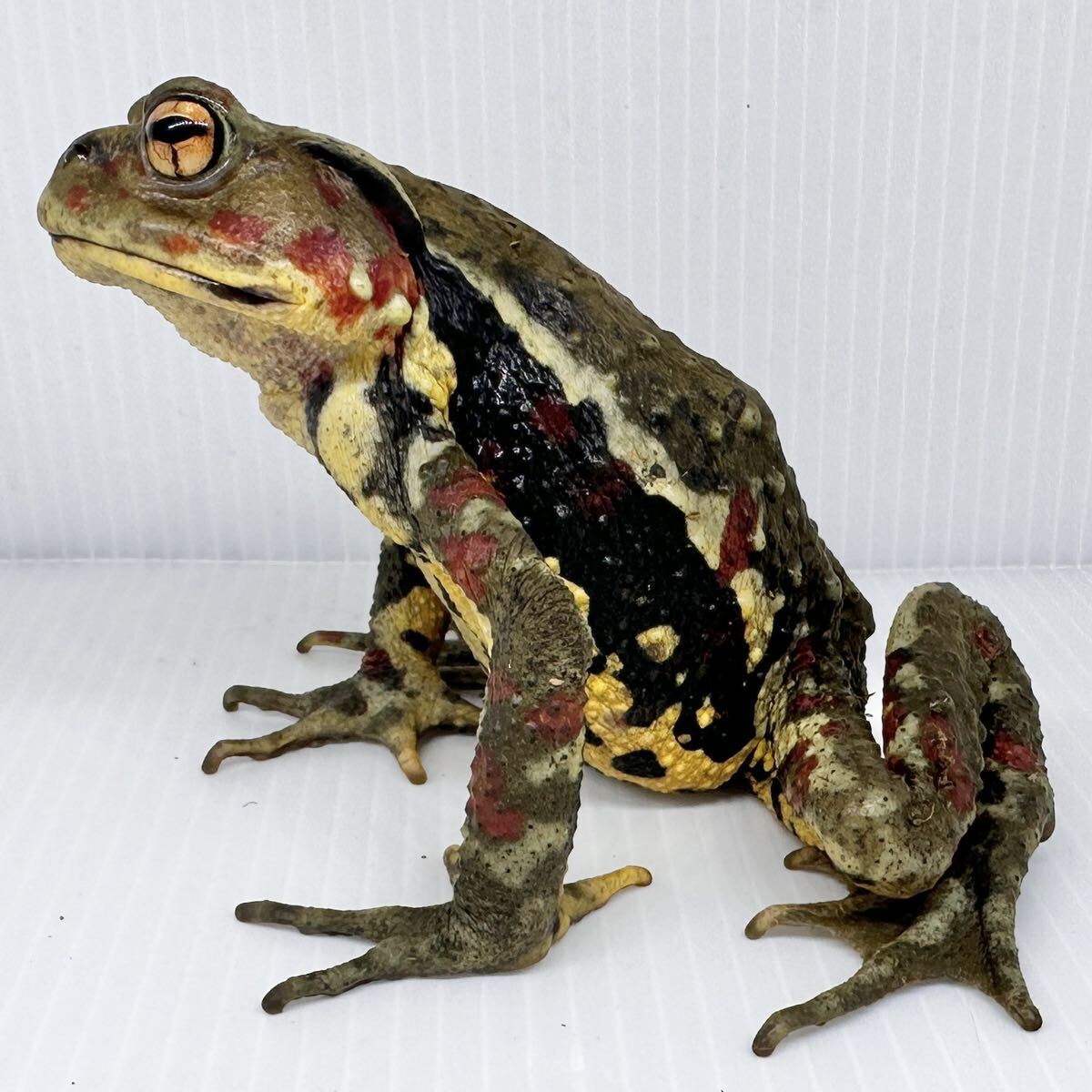 na galet hikiga L [.. red polka dot ]12cm± pretty female red group na galet hikiga L azmahikiga L Japan hikiga L organism sale female 