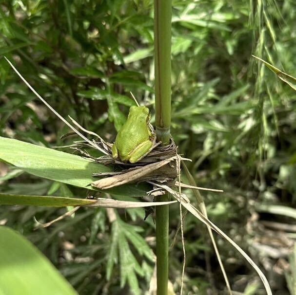 ニホン アマガエル 20匹 セット ランダム ニホンアマガエル カエル 蛙 成体 可愛い 10匹×2_画像6