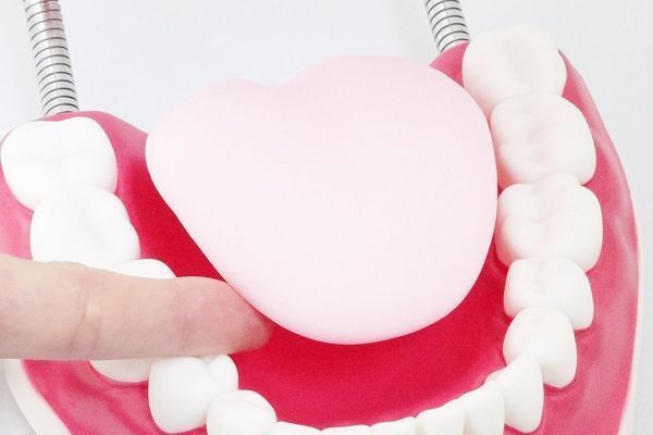 歯列模型 大型 歯 模型 歯列 模型 無段階 開閉式 歯ブラシ セット 病院 学校 歯磨き 指導 教育 実習 デモンストレーション_画像3