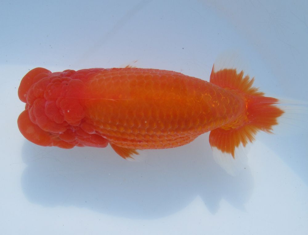 * specialty shop corporation water island golgfish sale * convention for .. four -years old fish ( male ) H3-1