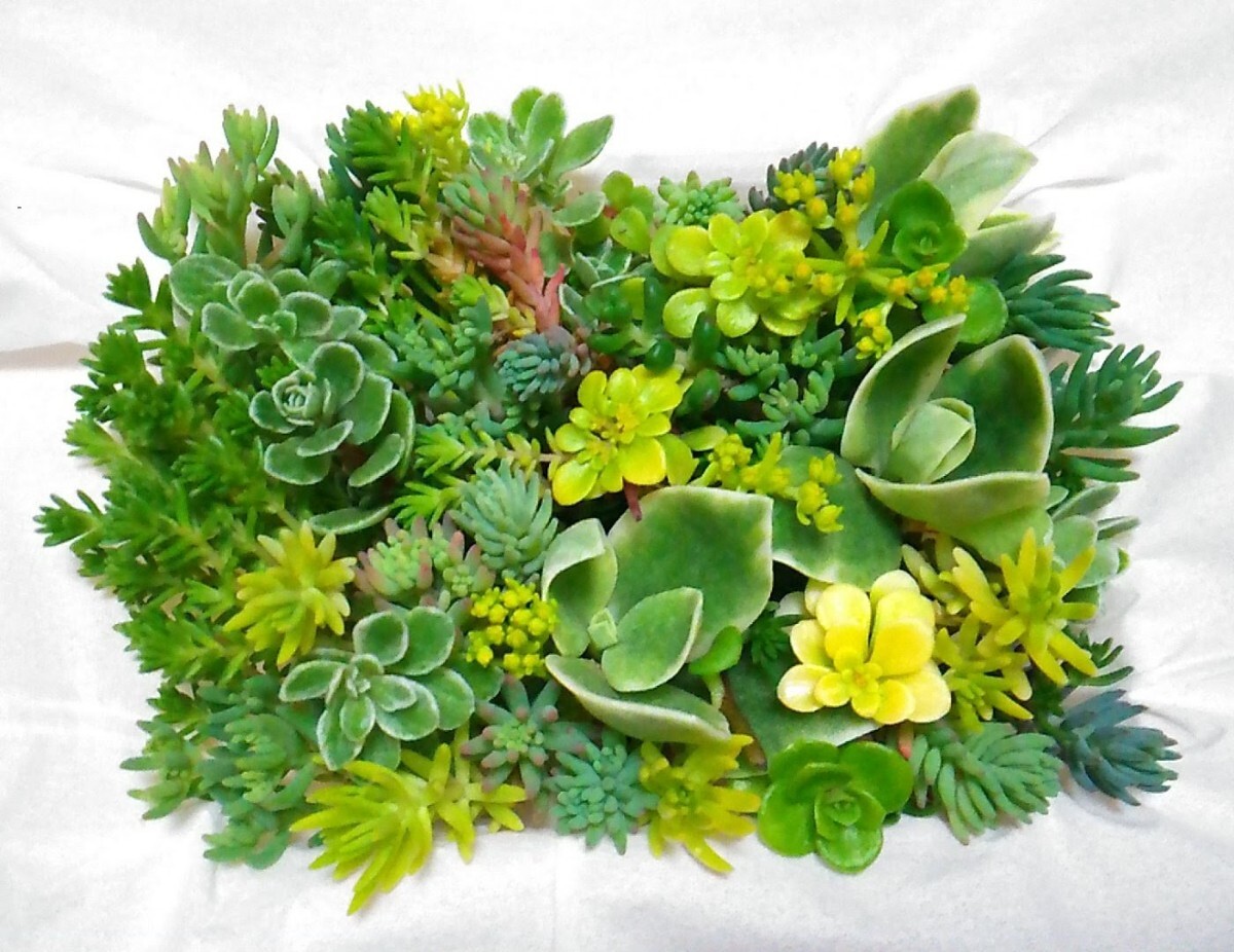 1パック350円 多肉植物 セダム カット苗 ミニパック｜Yahoo
