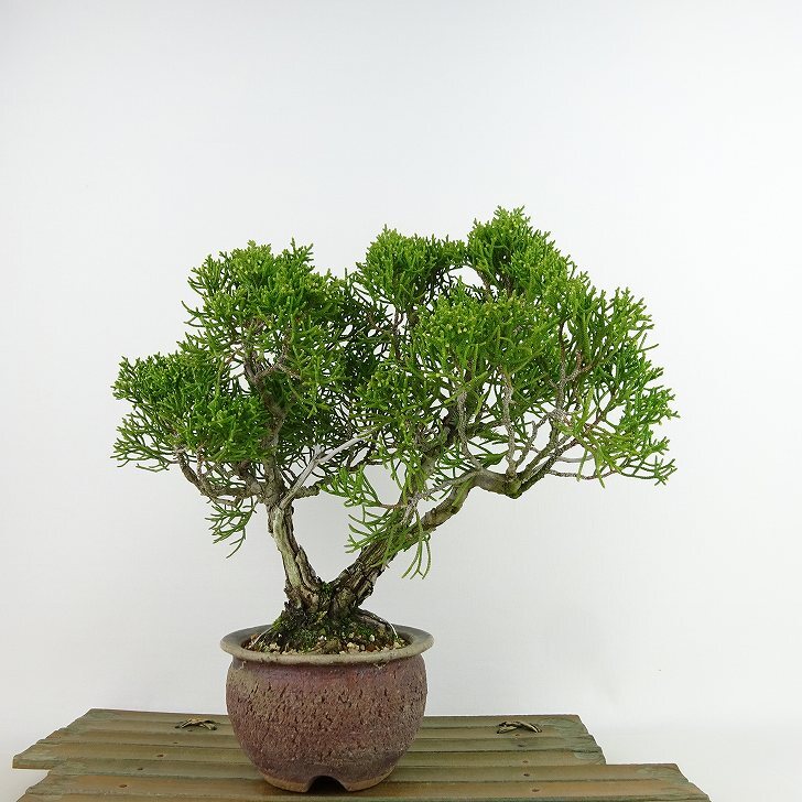 盆栽 真柏 樹高 約21cm しんぱく Juniperus chinensis シンパク 盆栽 真柏 樹高 約21cm しんぱく Juniperus chinensis シンパク