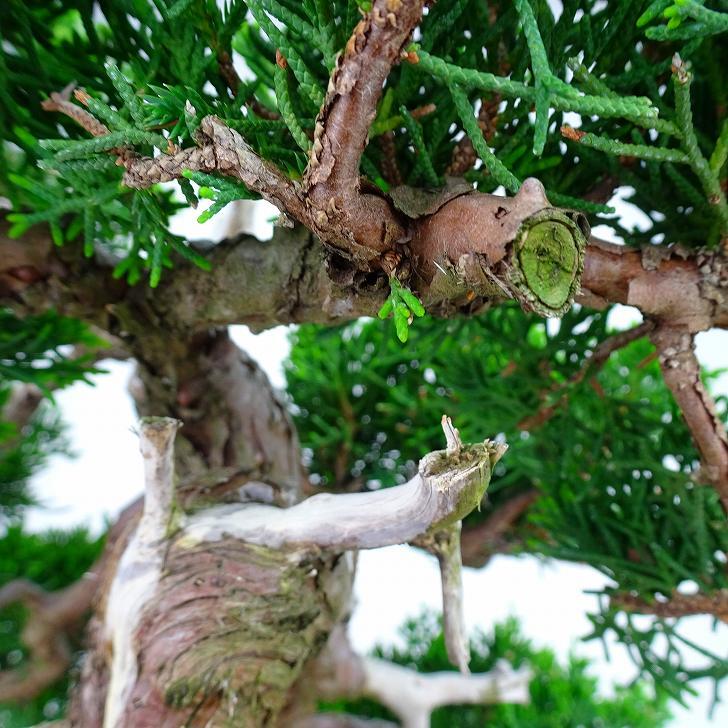 盆栽 真柏 樹高 約26cm しんぱく Juniperus chinensis シンパク “ジン シャリ” ヒノキ科 常緑樹 観賞用 現品_画像7