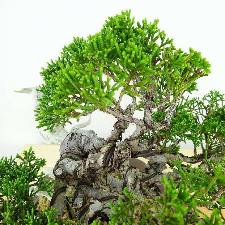  bonsai genuine Kashiwa height of tree approximately 19cm....Juniperus chinensissin Park * Gin car li~ hinoki . evergreen tree .. for small goods reality goods 